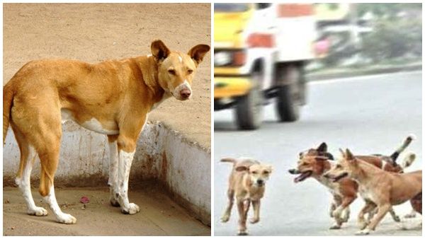 സ്‌കൂള്‍ ബസിൽ നിന്ന് ആളൊഴിഞ്ഞ സ്ഥലത്ത് ഇറക്കിവിട്ടു; അഞ്ചാംക്ലാസുകാരനെ തെരുവുനായ്ക്കള്‍ കടിച്ചുകീറി !