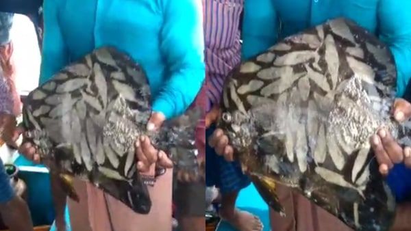 ടാറ്റൂ അടിച്ച മീനോ ? മീനിന്റെ ശരീരത്തിൽ വൈറെറ്റി മീനുകളുടെ ചിത്രങ്ങള്‍! കറുത്ത പൈന്തി ഇതാ വൈറൽ...