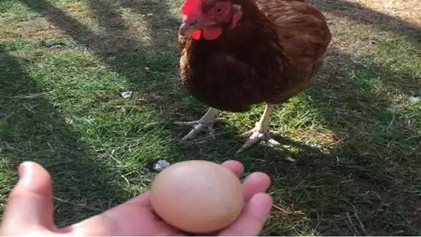 ഒരു കോഴിമുട്ടയ്ക്ക് 47,000 രൂപ: ഈ മുട്ടയുടെ പ്രത്യേകത അറിയുമോ, എങ്കില്‍ അറിഞ്ഞിരിക്കണം