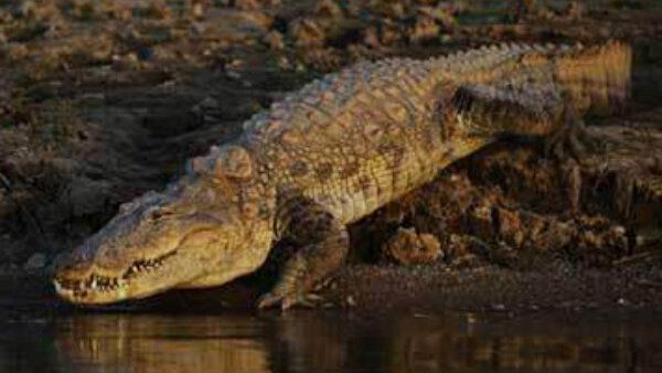 യുവാവിന്റെ തലയ്ക്ക് കടിച്ച് കൂറ്റന്‍ മുതല; രക്ഷപ്പെടാനായി യുവാവ് ചെയ്തത് ഇക്കാര്യം, സംഭവം വൈറല്‍