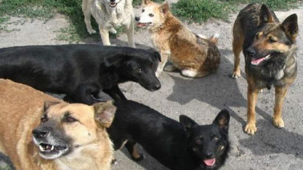 ക്ഷേത്ര പരിസരത്ത് കടിയേറ്റത് 8 പേര്‍ക്ക്, പേ വിഷബാധ ആശങ്ക..കര്‍ശന നടപടിക്ക് ഗുരുവായൂര്‍ ദേവസ്വം