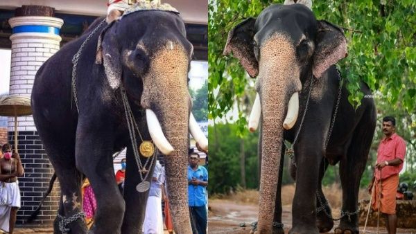 കൊമ്പൻമാരിലെ വമ്പൻ, വെള്ളിത്തിരയിലെ താരം... കേരളത്തിന്റെ സ്വന്തം ചിറയ്ക്കല്‍ കാളിദാസൻ