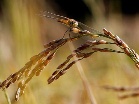 ചിങ്ങം ഒന്ന്, ഐശ്വര്യവും സുഖവും ആനന്ദവും ആശംസിക്കാം, ഇനി സമൃദ്ധിയുടെ നാളുകള്‍