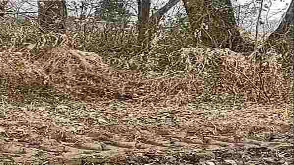 ഇലകള്‍ക്കിടയില്‍ ഒളിഞ്ഞിരിക്കുന്നത് സ്‌നൈപ്പര്‍; കണ്ടെത്താമോ? ഒപ്ടിക്കല്‍ ഇല്യൂഷന്‍ ചിത്രം വൈറല്‍