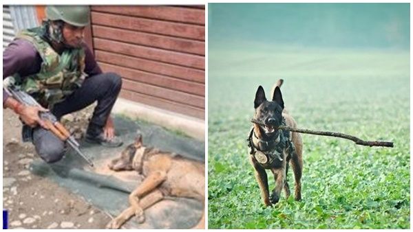 വെടിയേറ്റിട്ടും ഭീകരനെ വിടാതെ കടിച്ച് പിടിച്ച ആക്സൽ, ധീരതയ്ക്ക് സ്വാതന്ത്ര്യദിനത്തിൽ ആദരവ് നൽകി രാജ്യം