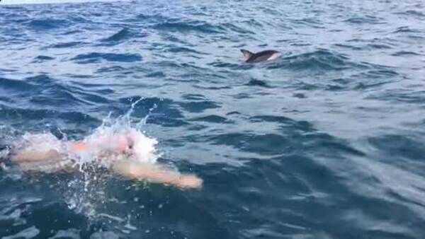 കൊല്ലാന്‍ ആഞ്ഞടുത്ത് ഭീമാകാരനായ സ്രാവ്; യുവാവിനെ പൊതിഞ്ഞ് ഡോള്‍ഫിനുകള്‍, വൈറല്‍ വീഡിയോ