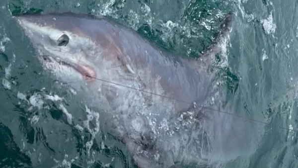 ടൈഗര്‍ ഷാര്‍ക്കിനെ തേടിയിറങ്ങി, കിട്ടിയതോ? കണ്ട് ഞെട്ടി ശാസ്ത്രജ്ഞര്‍