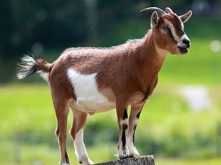 പേവിഷബാധ ലക്ഷണം: ആലപ്പുഴയില്‍ അടിനെ കുത്തിവച്ചു കൊന്നു