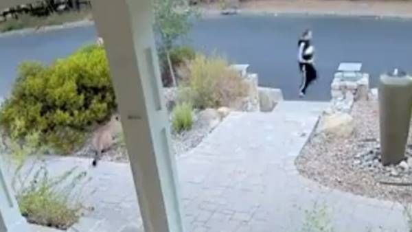 നെഞ്ചിടിപ്പിക്കും കാഴ്ച: മുറ്റത്ത് ഒളിച്ചിരുന്ന് സിംഹം, പ്രഭാത സവാരിക്കിറങ്ങിയ സ്ത്രീക്ക് സംഭവിച്ചത്