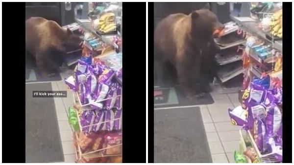 പൊരിഞ്ഞ വിശപ്പ്, സൂപ്പര്‍ മാര്‍ക്കറ്റില്‍ കയറി കരടി ചെയ്തത് കണ്ടാല്‍ ഞെട്ടും, വൈറലായി വീഡിയോ