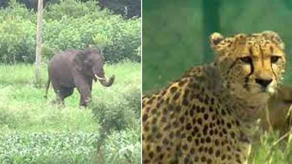 'നിങ്ങള്‍ക്ക് ഞങ്ങള്‍ കാവലുണ്ട്, പോറല്‍ പോലുമേല്‍ക്കില്ല'; ചീറ്റകള്‍ക്ക് രക്ഷയൊരുക്കുന്നത് ആനകള്‍, കാരണമിതാ