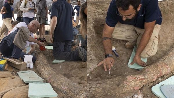 മനുഷ്യനേക്കാള്‍ ഉയരമുള്ള കൊമ്പ്: ആനയൊന്നിന് വരും പതിനാലായിരം കിലോ തൂക്കം; ഫോസില്‍ കണ്ടെത്തി ഗവേഷകർ