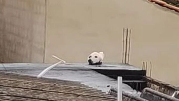 ഈ ചിത്രത്തിലൊരു സുന്ദരി പൂച്ചയുണ്ട്; കഷ്ടപ്പെട്ടാല്‍ കണ്ടെത്താം, 15 സെക്കന്‍ഡ് തരാം