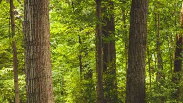 ഈ ചിത്രത്തില്‍ ഒളിഞ്ഞിരിപ്പുണ്ട് ഒരു പാമ്പ്; ജീനിയസ്സാണെങ്കില്‍ കണ്ടുപിടിക്കും, 11 സെക്കന്‍ഡ് തരാം