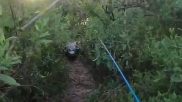 വൈറല്‍ വീഡിയോ: ചൂണ്ടയിട്ടവനെ വിരട്ടിയോടിച്ച് മുതല: പേടിച്ചോടി യുവാവ്, കഷ്ടിച്ച് രക്ഷപ്പെട്ടു