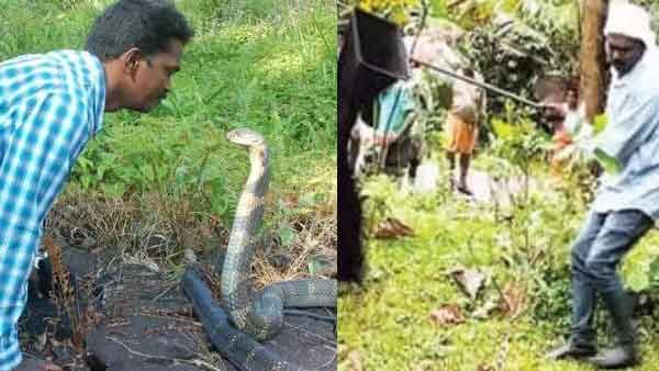 സേഫ്റ്റി ബാഗ്, ഹുക്ക്.. കൊള്ളാലോ.. പതിവ് രീതി വിട്ട് ആദ്യമായി പാമ്പിനെ പിടിച്ച് വാവ സുരേഷ്