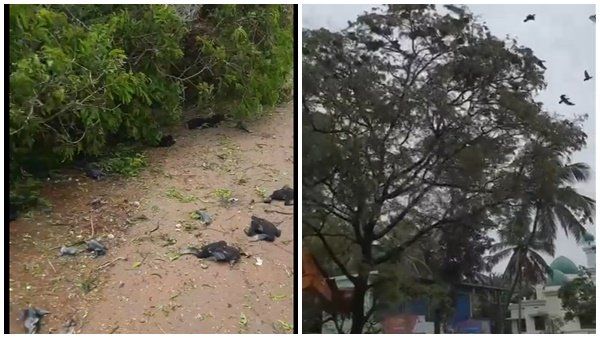 ആവാസ വ്യവസ്ഥ നശിപ്പിക്കില്ലന്ന് മന്ത്രിയുടെ ഉറപ്പ്, പക്ഷികളെ കൊന്ന സംഭവത്തിൽ മൂന്ന് പേർ അറസ്റ്റിൽ