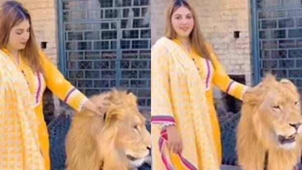 ശ്വാസമടക്കി പിടിക്കാതെ കാണാനാവില്ല; കാട്ടിലെ രാജാവിനെ താലോലിച്ച് യുവതി, പിന്നീട് സംഭവിച്ചത്