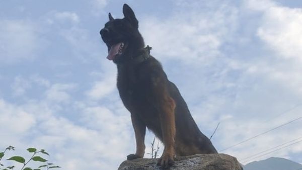 വെടിയുണ്ടകൾ തുളച്ച് കയറിയിട്ടും പിൻമാറിയില്ല, ഒടുവിൽ ഭീകരർ വീണു; ഹീറോയായി സേന നായ സൂം