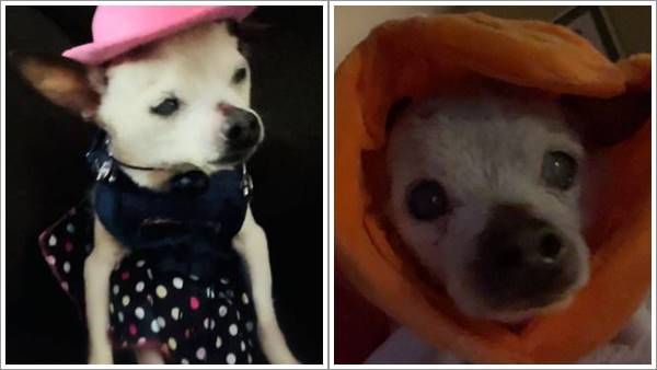 ലോകത്തിലെ ഏറ്റവും പ്രായം കൂടിയ നായ വിട പറഞ്ഞു; പ്രായം കേട്ട് മാത്രം ഞെട്ടരുത്