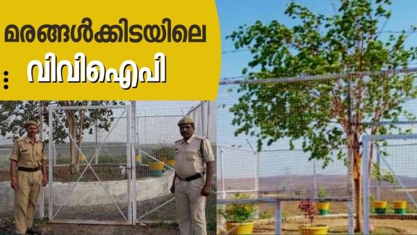 പരിപാലനത്തിന് 15 ലക്ഷം, കണ്ണ് ചിമ്മാതെ കാവൽക്കാർ... ഇതാണ് ആ വിവിഐപി മരം