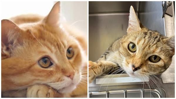 പ്രിയപ്പെട്ട പൂച്ചയെ കാണാതായിട്ട് 9 വര്‍ഷം; 1600 കിലോമീറ്റര്‍ താണ്ടി വന്ന സര്‍പ്രൈസില്‍ ഞെട്ടി യുവതി