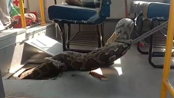 Viral Video: സ്‌കൂള്‍ ബസിനുള്ളില്‍ ഭീമന്‍ പെരുമ്പാമ്പ്, 80 കിലോ ഭാരം, ഒടുവില്‍ സംഭവിച്ചത്