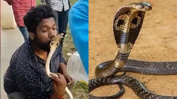 ചെറുതായി ഒന്ന് ചുംബിച്ചതെ ഓർമ്മയുള്ളൂ, ആരെ? മൂർഖൻ പാമ്പിനെ.. പിന്നെ യുവാവിന് സംഭവിച്ചത് ഇതാണ്