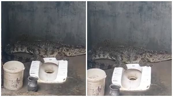 നാലടി നീളം, ടോയ്‌ലറ്റില്‍ മുതലയെ കണ്ട് ഞെട്ടി വീട്ടുകാര്‍; വനംവകുപ്പ് എത്തി ചെയ്തത് ഇക്കാര്യം