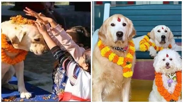 ഉത്സവം മനുഷ്യര്‍ക്ക് മാത്രമല്ല, നായ്ക്കള്‍ക്കുമുണ്ട്; വന്‍ ആഘോഷം, പൂമാലയിട്ട് ആദരവ്, സംഭവം ഇങ്ങനെ