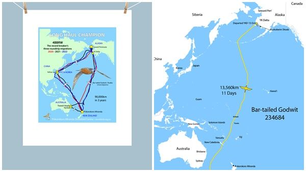 വരവാലന്‍ ഗോഡ് വിറ്റ്; പക്ഷിയാണേലും ആള് പുലിയാണ്, സ്വന്തമാക്കിയ റെക്കോര്‍ഡ് കണ്ടാല്‍ ഞെട്ടും