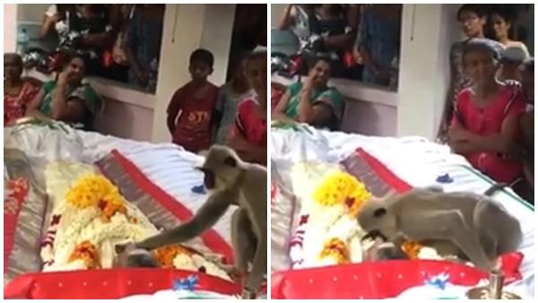 viral video: പ്രിയ സുഹൃത്ത് ഇനിയില്ല, സഹിക്കാനാവുന്നില്ല; അന്ത്യ ചുംബനം നല്‍കി കുരങ്ങന്‍