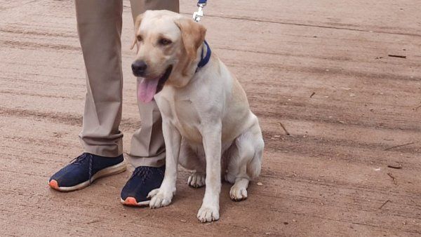 ആദ്യം പോലീസ് നായക്കിട്ടൊരു കടി, പിന്നെ പോലീസിനിട്ടൊന്ന് പൊട്ടിച്ചു, കാര്യം കേട്ടാല്‍ ഞെട്ടും!!