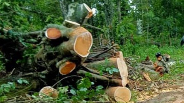 സിനിമാ പരസ്യ ബോര്‍ഡിന്റെ കാഴ്ച്ചയ്ക്ക് മറയാതിരിക്കാന്‍ തണല്‍ മരങ്ങള്‍ വെട്ടിനശിപ്പിച്ചു