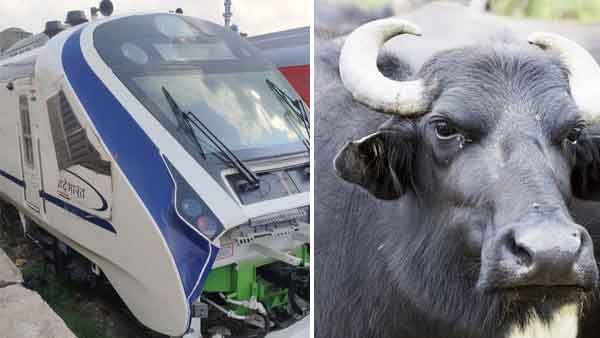 വന്ദേഭാരത് ഇടിച്ച കന്നുകാലികളുടെ ഉടമകള്‍ കുടുങ്ങും; കേസെടുത്ത് ആര്‍.പി.എഫ്