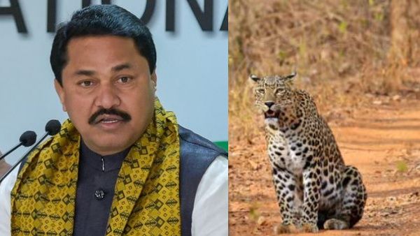 'ചീറ്റകളെ ഇന്ത്യയിൽ എത്തിച്ചത് ലംപി വൈറസ് പരത്താൻ'; ആരോപണവുമായി കോൺഗ്രസ് നേതാവ്