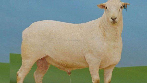 ഈ ഓസ്‌ട്രേലിയന്‍ ചെമ്മരിയാട് വിറ്റ് പോയത് കോടികള്‍ക്ക്; വില കേട്ടാല്‍ അമ്പരക്കും