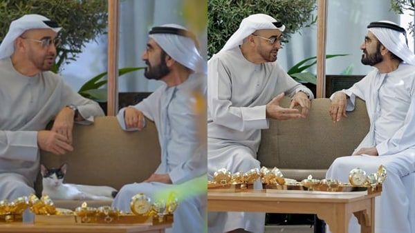 UAE News: അന്ന് ദുബായിലെ കെട്ടിടത്തില്‍ തൂങ്ങിക്കിടന്നു... മലയാളികള്‍ രക്ഷിച്ച പൂച്ച, യുഎഇ ഫോട്ടോ വൈറല്‍