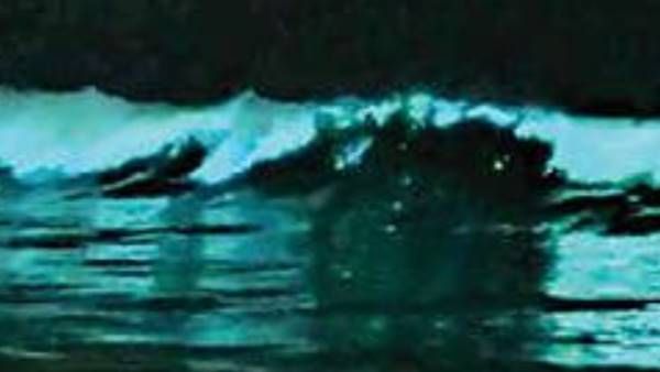 കോവളത്തുകാര്‍ക്ക് അമ്പരപ്പ്; കടല്‍തിരമാലകള്‍ക്ക് പച്ചനിറം, മീനുകള്‍ക്ക് കൂട്ടത്തോടെ നാശം?