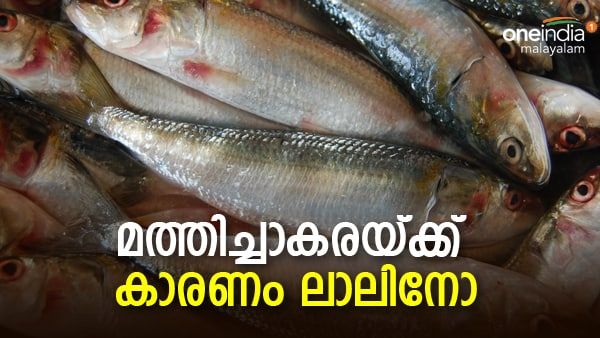 മുങ്ങിയ മത്തി തിരിച്ചെത്തി!! കേരള തീരത്ത് ചാകര!! എല്ലാത്തിനും കാരണം ലാലിനോ