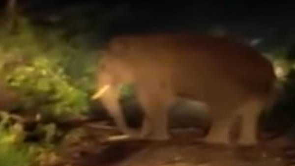 ധോണിയിൽ ഭീതി പടർത്തിയ കാട്ടാനയെ പിടികൂടും; വയനാട്ടിൽ നിന്നുള്ള എലിഫന്റ് സ്‌ക്വാഡ് 4 ന് എത്തും