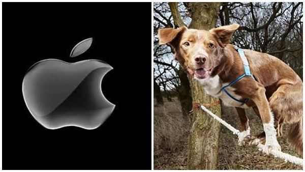 നായയെ കാണാതായിട്ട് മണിക്കൂറുകള്‍, വീണ്ടും രക്ഷകനായി ആപ്പിള്‍, ഉടമയുമായി ഒന്നിപ്പിച്ചത് ഇങ്ങനെ