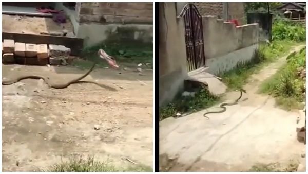 viral video: കാലില്ലാത്ത പാമ്പിനെന്തിനാ ഈ ചെരുപ്പ്; ചെരുപ്പും മോഷ്ടിച്ച് ഒറ്റപ്പോക്കാണ്; വൈറലായി വീഡിയോ
