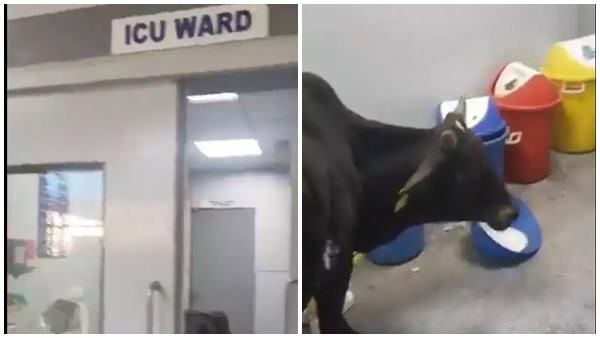മധ്യപ്രദേശിലെ ഐസിയു വാര്‍ഡില്‍ പശു, കെട്ടഴിഞ്ഞ് കറങ്ങി നടക്കുന്നു, വൈറലായി ദൃശ്യങ്ങള്‍