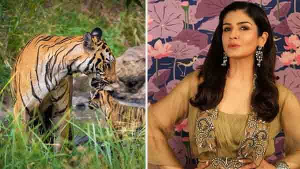 സഞ്ചരിച്ചത് വനംവകുപ്പിന്റെ ജീപ്പില്‍; വിവാദത്തിന് പിന്നാലെ വിശദീകരണവുമായി രവീണ ടണ്ടന്‍