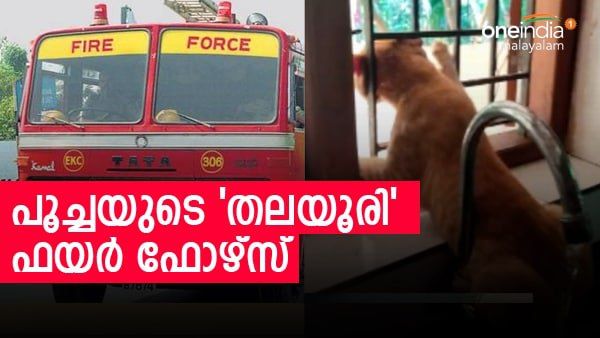 'ലേലു അല്ലു, അഴിച്ചുവിടണം'; അടുക്കളയിൽ കട്ട് തിന്നാൻ കയറിയ പൂച്ചക്ക് പണി കിട്ടി, ഒടുവിൽ രക്ഷകരായി ഫയർഫോഴ്സ്
