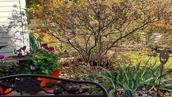 നോക്കൂ സുന്ദരമായ പൂന്തോട്ടം, ചെടികള്‍ക്കിടയില്‍ അതാ ഒരു കാവല്‍ നായ; 11 സെക്കന്‍ഡില്‍ കണ്ടെത്തണം