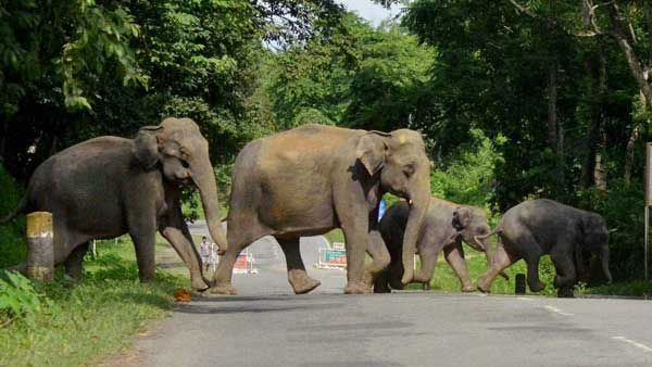 കല്ലാല എസ്റ്റേറ്റില്‍ നാശം വിതച്ച് കാട്ടാനക്കൂട്ടം; വനാതിര്‍ത്തിയില്‍ മരങ്ങള്‍ നശിപ്പിച്ചു
