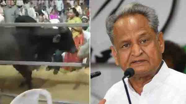 അശോക് ഗെലോട്ടിന്റെ യോഗത്തിലേക്ക് പാഞ്ഞുകയറി കാള, ചിതറിയോടി പ്രവര്‍ത്തകര്‍; പിന്നില്‍ ബിജെപിയെന്ന് ഗെലോട്ട്