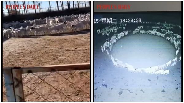 ആടുകള്‍ കൂട്ടത്തോടെ വൃത്താകൃതിയില്‍ നടക്കുന്നു, അജ്ഞാത പ്രതിഭാസം; കാരണം ഇതാണ്